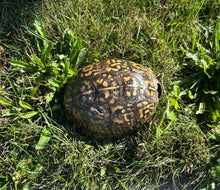 Load image into Gallery viewer, Adult Eastern Box Turtle (Female 2)