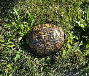 Adult Eastern Box Turtle (Female 2)