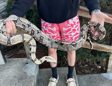 Load image into Gallery viewer, Adult Bolivian Red-Tailed Boa Constrictor (Male)