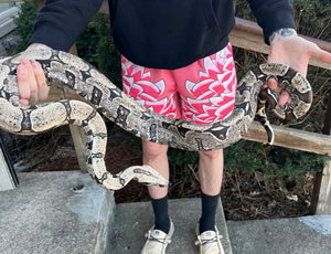 Adult Bolivian Red-Tailed Boa Constrictor (Male)