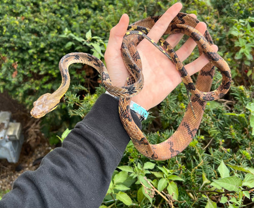 Adult Malaysian Dog-Toothed Cat Snake (Male)