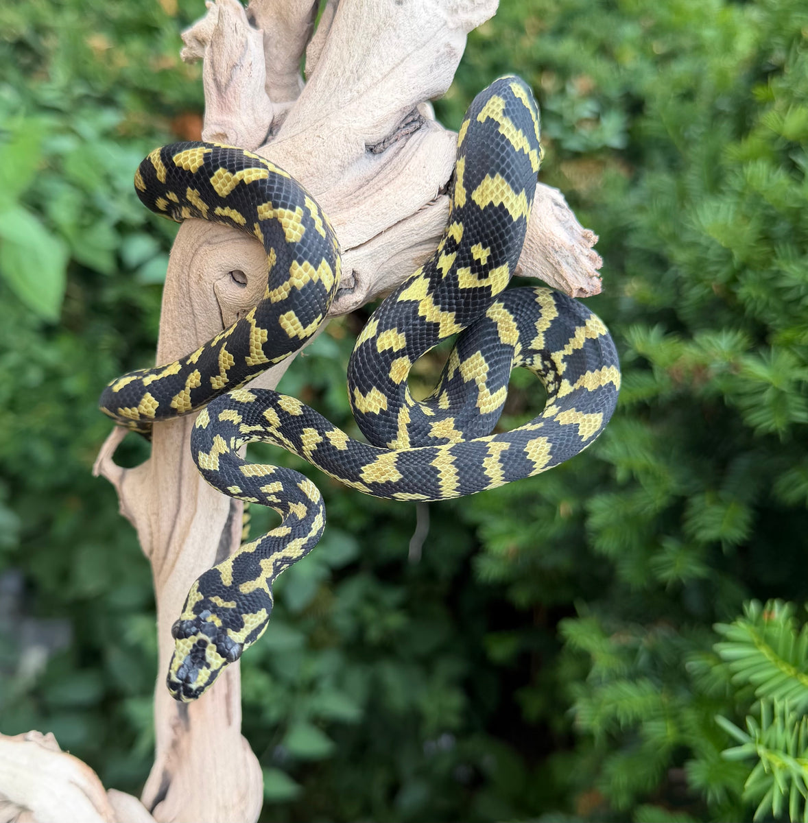 Juvenile Carpet Python (Female 1) – Scales and Tails of Ohio
