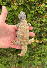 Load image into Gallery viewer, Adult ‘High-Color’ Ornate Uromastyx (Male 2)