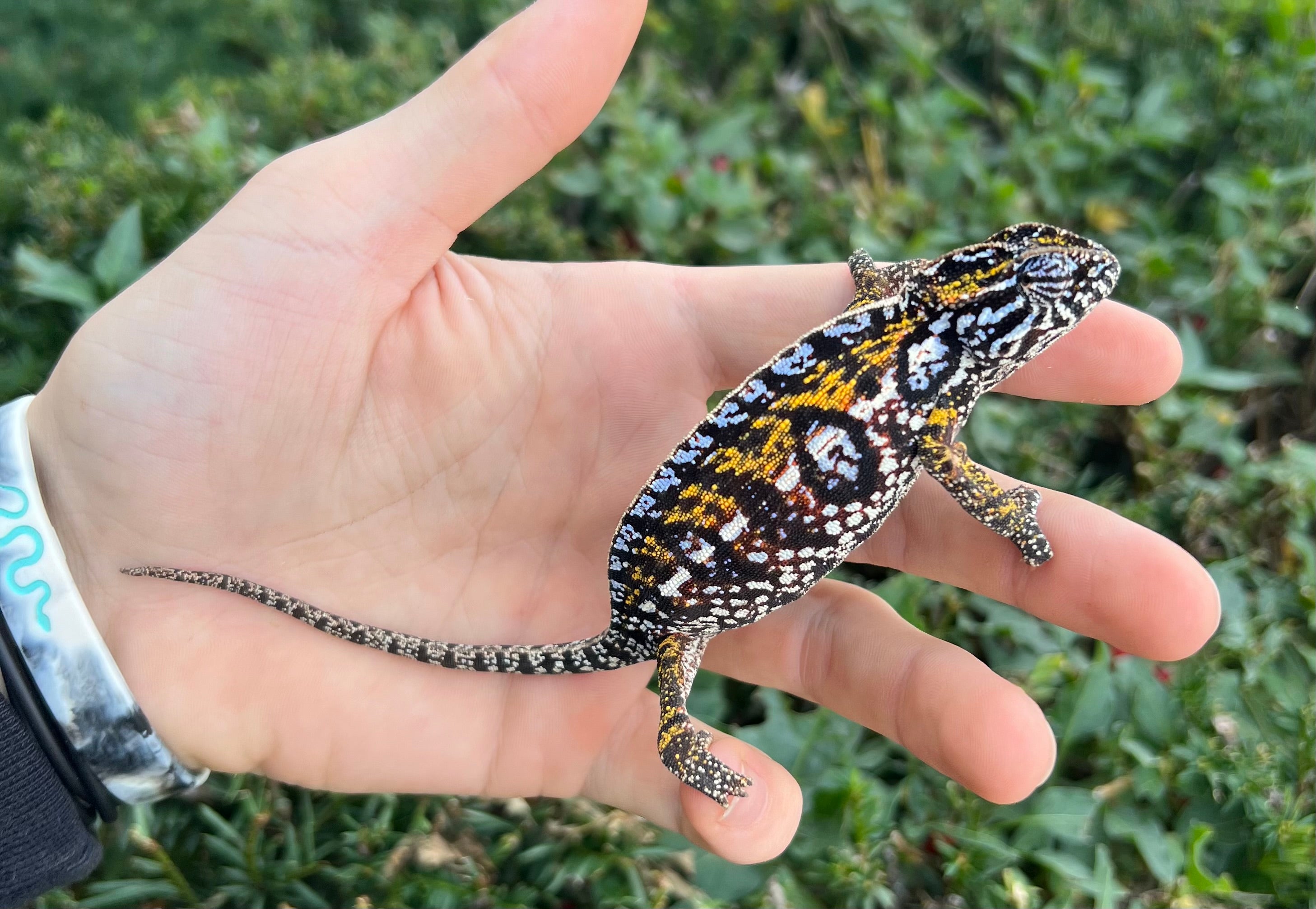 Adult Carpet Chameleon (Male) – Scales and Tails of Ohio