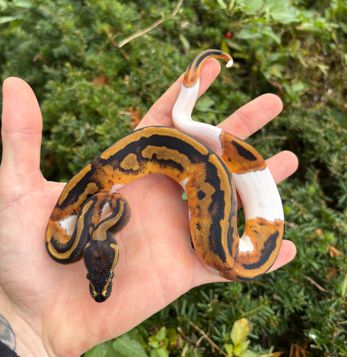 Baby Pied Ball Python (Female 1) – Scales and Tails of Ohio