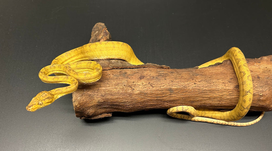 ‘Colored’ Amazon Tree Boa (Male 10)