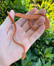 Load image into Gallery viewer, Patternless Amazon Tree Boa (Male 4)