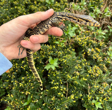 Load image into Gallery viewer, Small Asian Water Monitor (1)