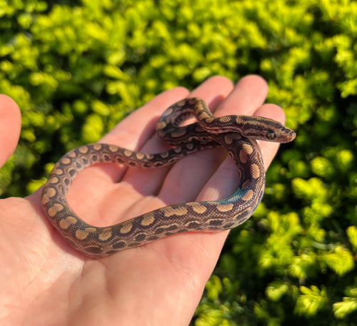 Baby Columbian Rainbow Boa