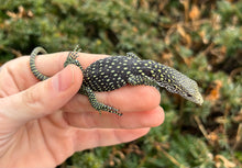 Load image into Gallery viewer, Baby Golden-Spotted Tree Monitor