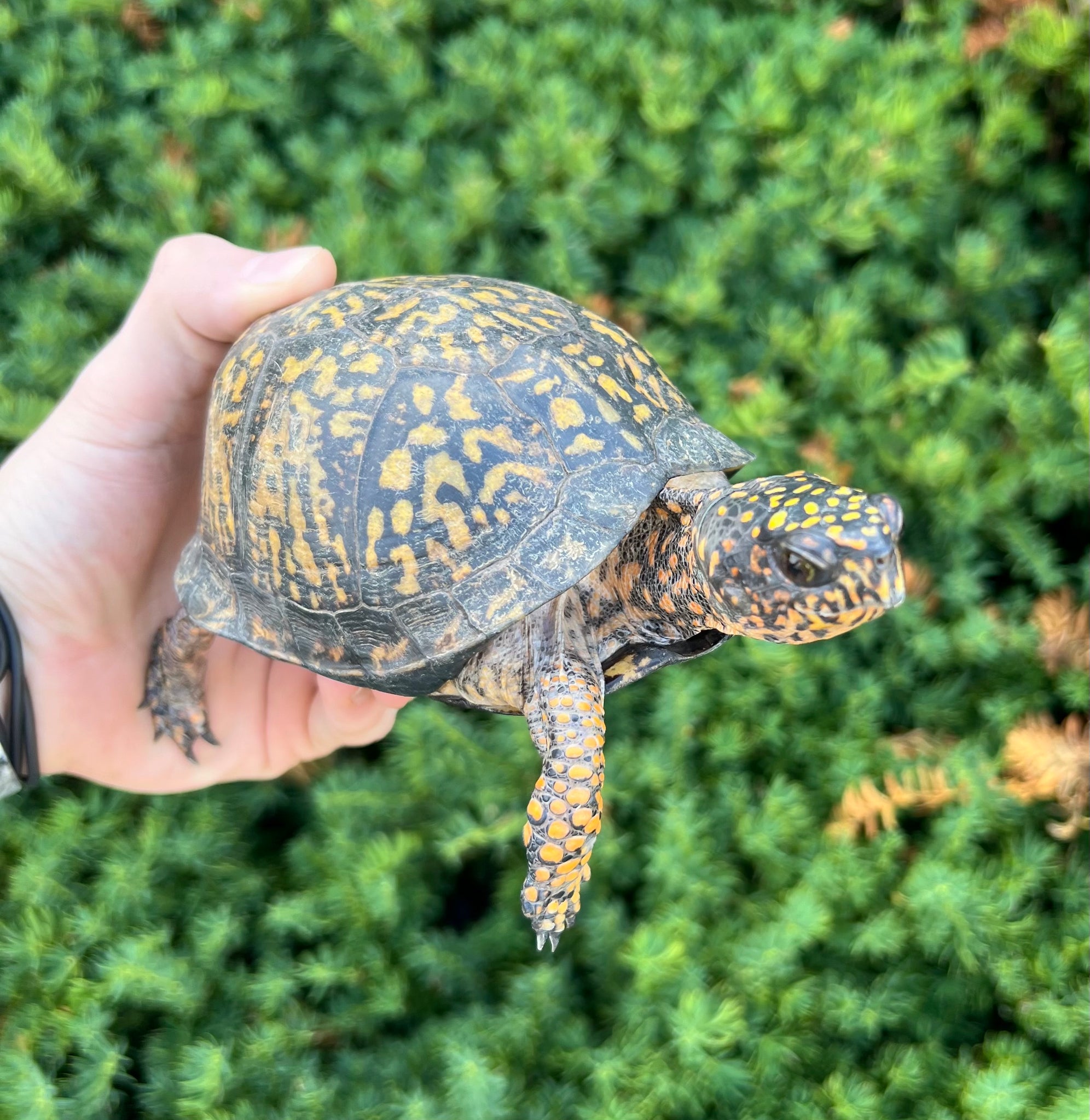 Adult Eastern Box Turtle (Female 1) – Scales and Tails of Ohio