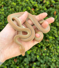 Load image into Gallery viewer, Sub-Adult Egyptian Cat Snake (Female)