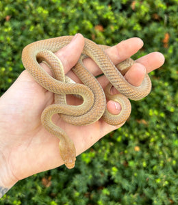 Sub-Adult Egyptian Cat Snake (Female)