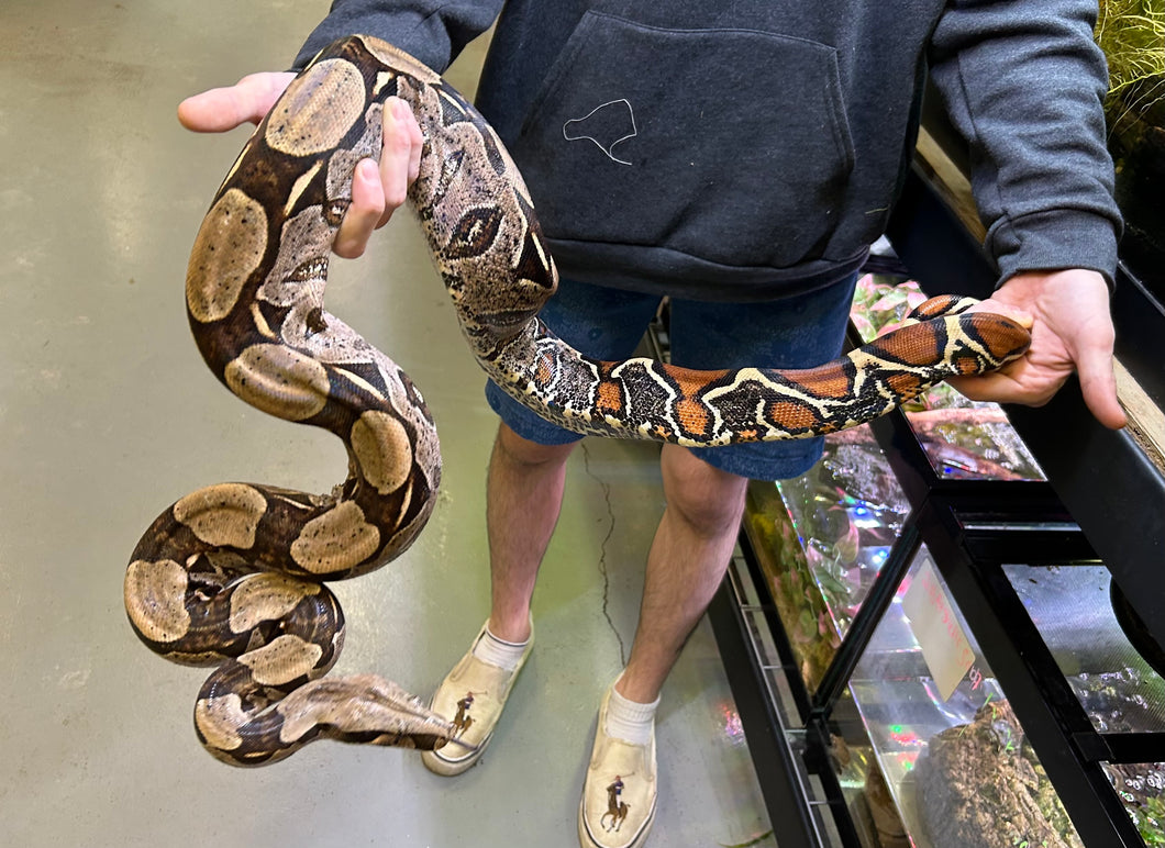 Adult Guyana Boa (Female)