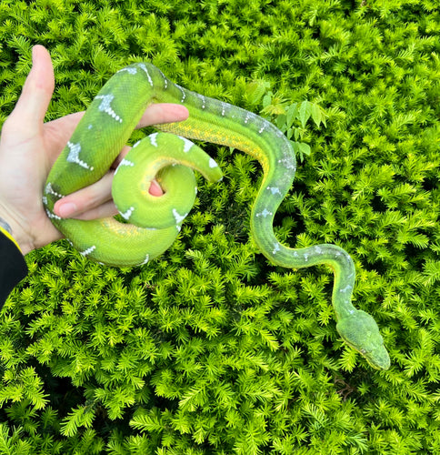 Adult Emerald Tree Boa (Male 2)