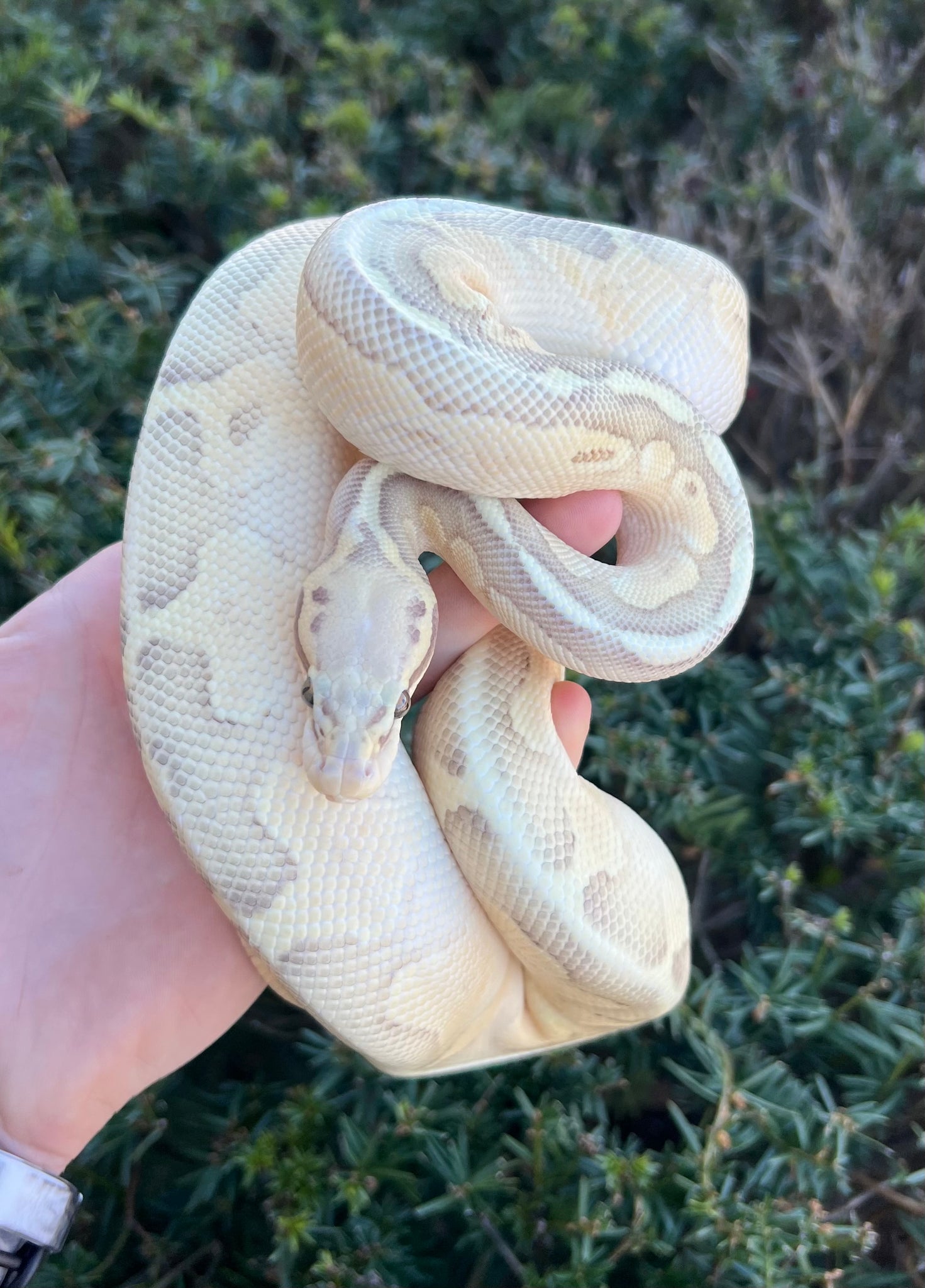 Juvenile Hypo Super Pastel Butter Vanilla Ball Python (Female) – Scales ...