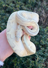 Load image into Gallery viewer, Juvenile Hypo Super Pastel Butter Vanilla Ball Python (Female)