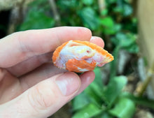 Load image into Gallery viewer, Baby Albino Pink-Bellied Sideneck Turtle