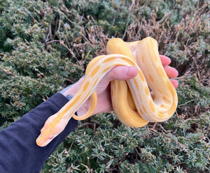 Juvenile Albino Patternless Burmese Python (Male)