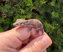 Load image into Gallery viewer, Baby Reticulated Gargoyle Gecko (1)