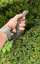 Load image into Gallery viewer, Juvenile Asian Water Monitor (3)