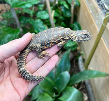Load image into Gallery viewer, Baby Red Uromastyx