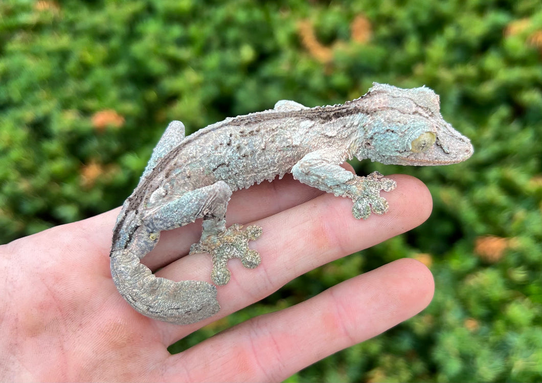 Adult Mossy Leaf-tailed Gecko (Male)