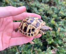 Load image into Gallery viewer, Baby Hermann’s Tortoise