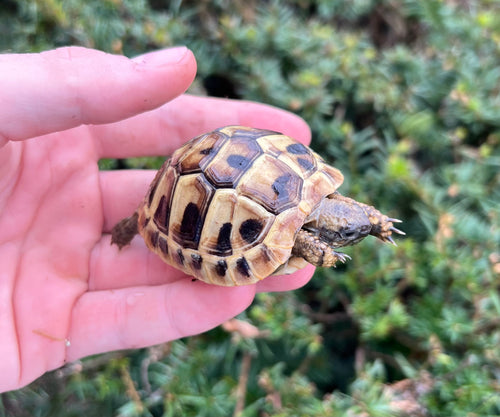 Baby Hermann’s Tortoise
