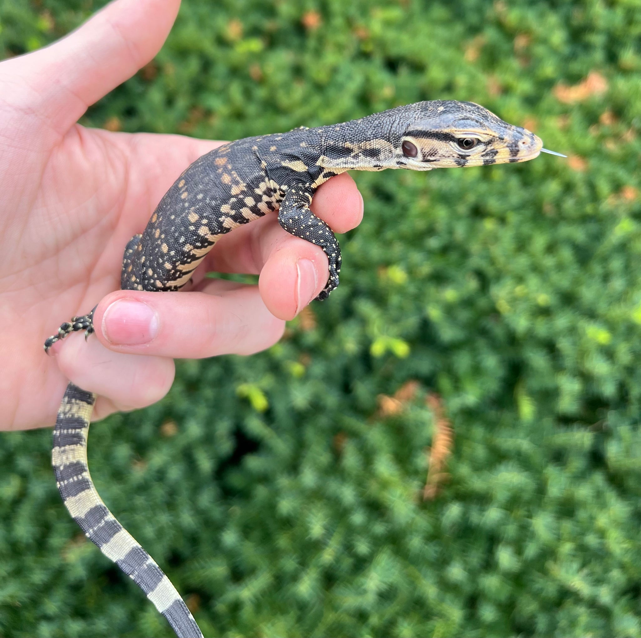 Baby Asian Water Monitor 1 Scales and Tails of Ohio