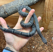 Load image into Gallery viewer, Adult ‘Black Phase’ Gray-Banded Kingsnake (Female)