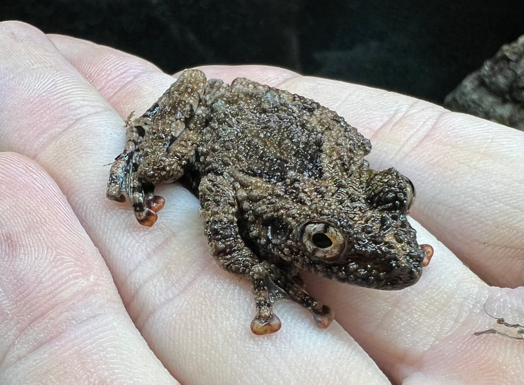 Malaysian Spiny Wart Frog