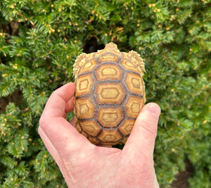 4”-5” Sulcata Tortoise (2)