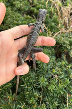Load image into Gallery viewer, Small Sailfin Dragon (1)