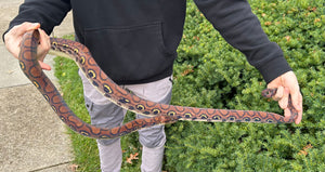 Adult Brazilian Rainbow Boa (Male 1)