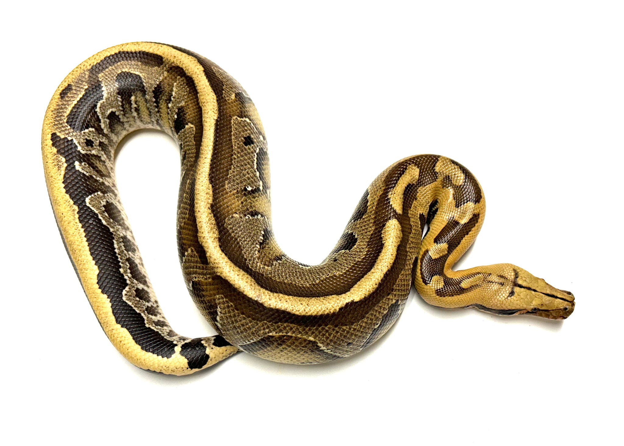 Juvenile Striped Borneo Blood Python (Female) – Scales and Tails of Ohio