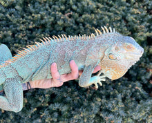 Load image into Gallery viewer, Adult Blue Iguana (Female)