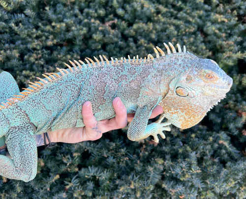 Adult Blue Iguana (Female)