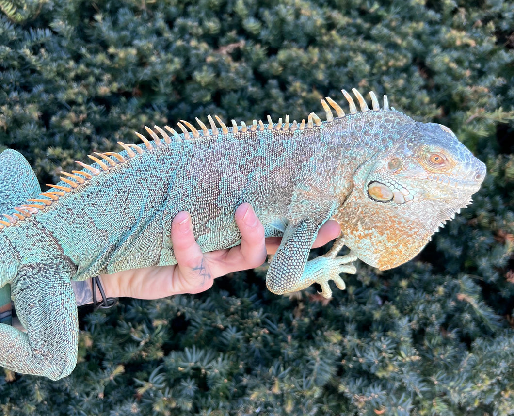 Adult Blue Iguana (Female)