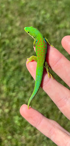 Peacock Day Gecko