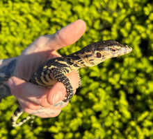 Load image into Gallery viewer, Baby Asian Water Monitor 100% het Black Dragon (3)