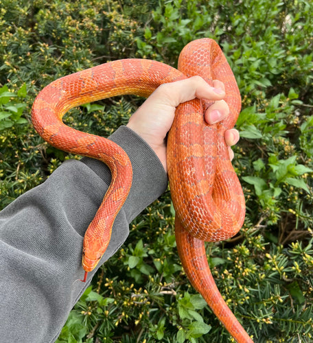 Adult Corn Snake (Male)