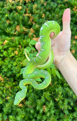 Juvenile Emerald Tree Boa (Female 1)