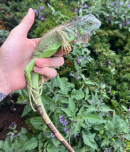 Load image into Gallery viewer, Juvenile Green Iguana
