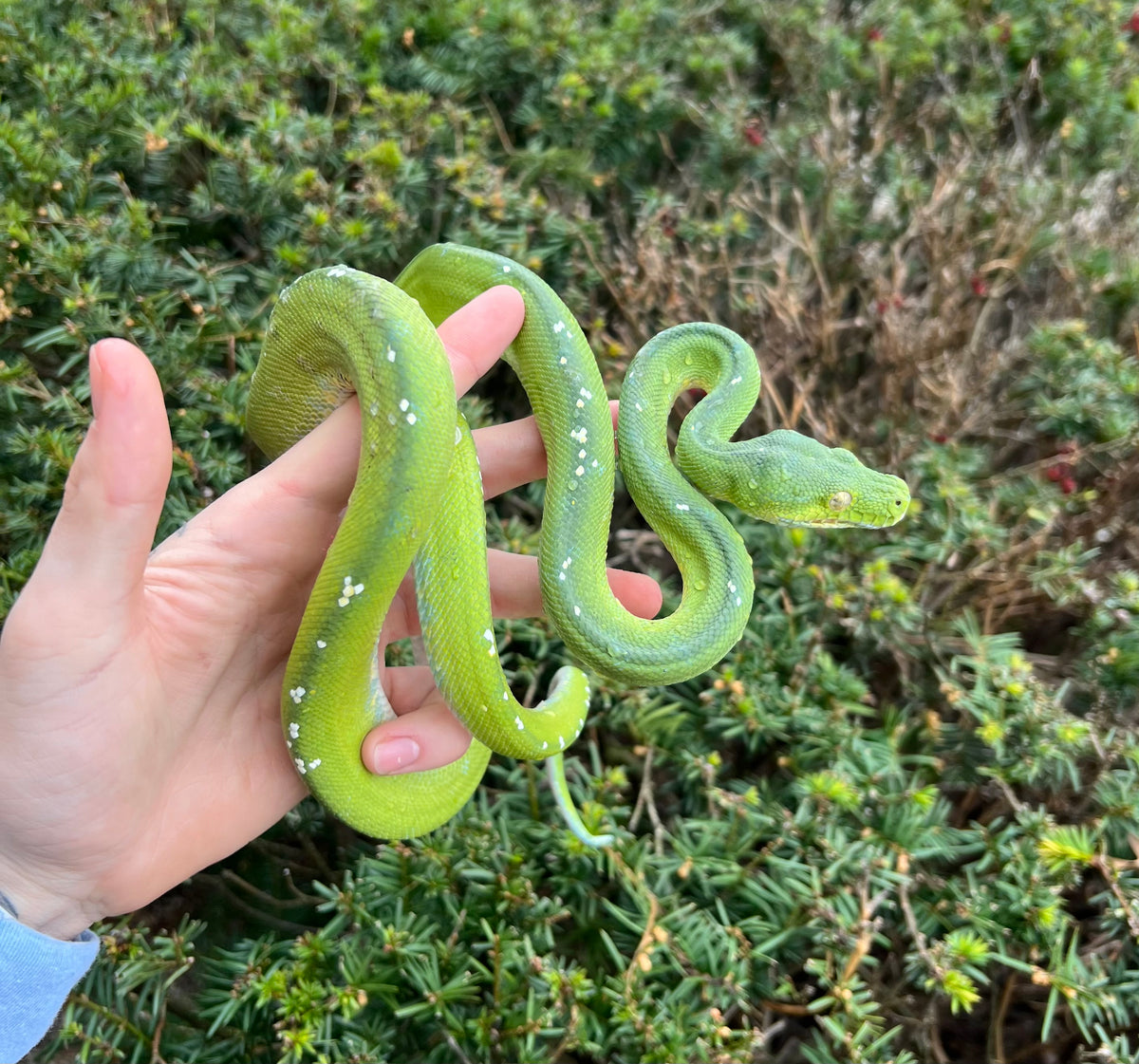 Adult Aru Green Tree Python (Male) – Scales and Tails of Ohio