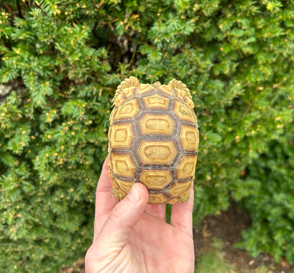 4”-5” Sulcata Tortoise (3) – Scales and Tails of Ohio