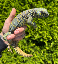 Load image into Gallery viewer, Adult ‘High-Color’ Ornate Uromastyx (Male 1)