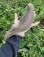 Load image into Gallery viewer, Adult Savannah Monitor