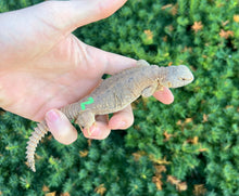 Load image into Gallery viewer, Baby Egyptian Uromastyx (2)
