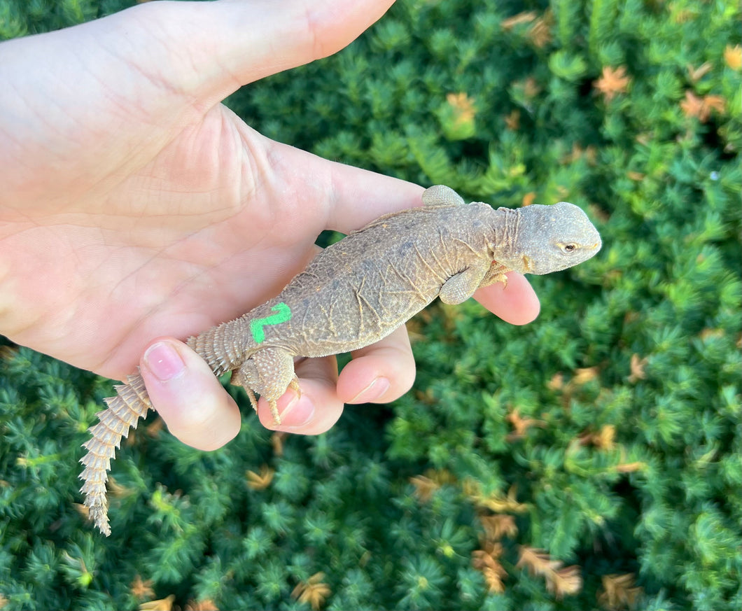 Baby Egyptian Uromastyx (2)